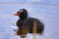 moorhen02